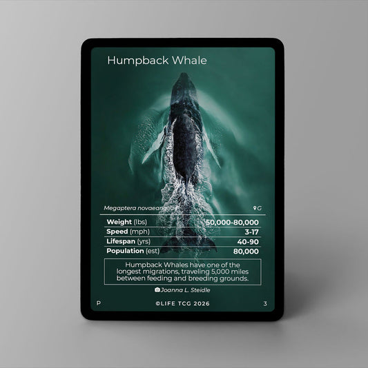 Promo life tcg humpback whale (baleine à bosse)