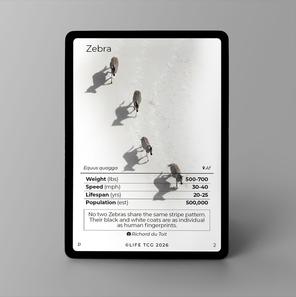 Promo life tcg zebra (zèbre)